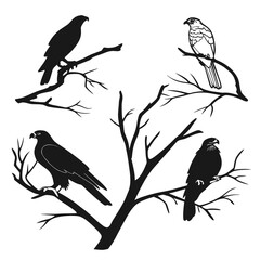 Four raptors perched on bare branches falcon hawk