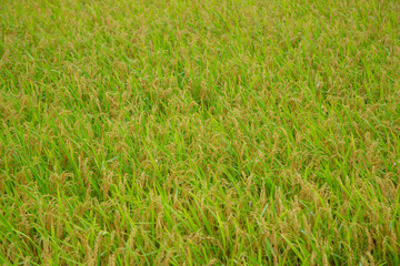 奄美大島の夏の風景。
