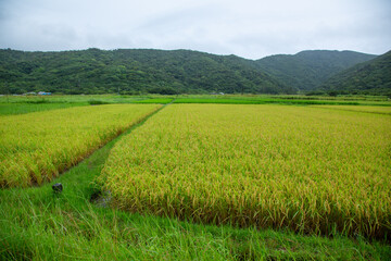 奄美大島の夏の風景。