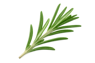 Fototapeta premium Vibrant green rosemary sprig showcasing delicate leaves, isolated on transparent background for culinary and design applications