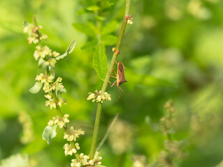 新緑の植物とホソハリカメムシ
