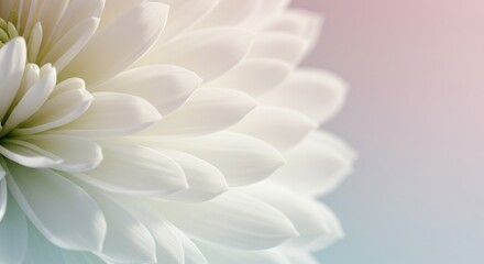 Closeup of White Flower Petals Soft Pastel Background