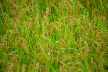 奄美大島の夏の風景。