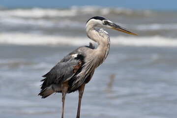 great blue heron on the beach