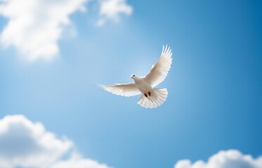 White dove flying peacefully in a bright blue sky with fluffy clouds, beautiful symbolic image created to celebrate International Day of Peace worldwide