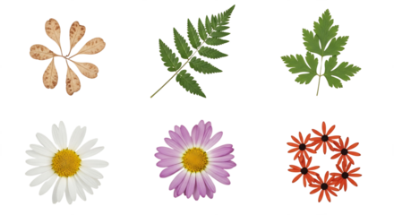 Collection of Dried Leaves and Flowers in Isolated Arrangement. PNG Transparent Background
