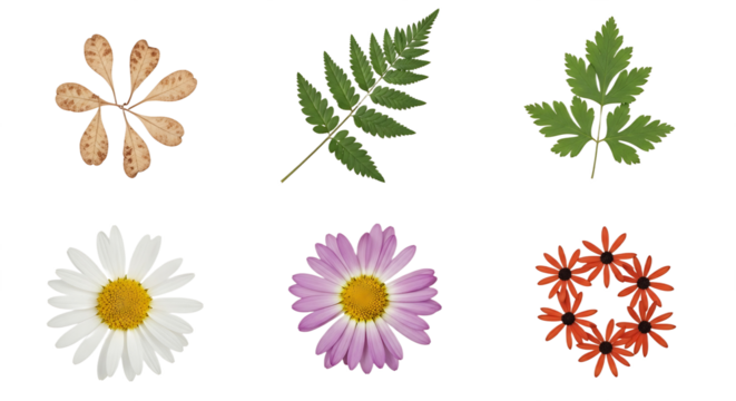 Collection of Dried Leaves and Flowers in Isolated Arrangement. PNG Transparent Background