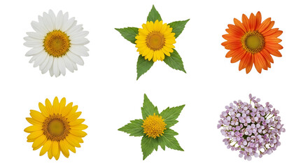 Collection of vibrant flowers daisy sunflowers gerbera and small purple blossoms. PNG Transparent Background