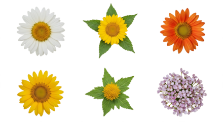 Collection of vibrant flowers daisy sunflowers gerbera and small purple blossoms. PNG Transparent Background