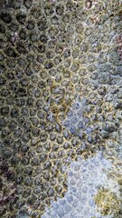 Close-up of brain coral surface showing detailed polyps and natural marine texture.