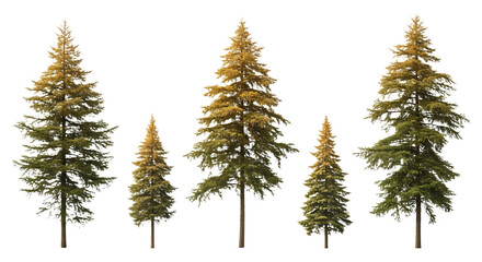 Obraz premium Four Different Sizes of Coniferous Trees Isolated on White. PNG Transparent Background