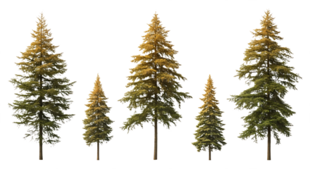 Four Different Sizes of Coniferous Trees Isolated on White. PNG Transparent Background
