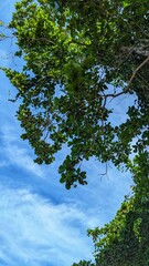 Lush green tree branches stretch across a bright blue sky with soft white clouds.
