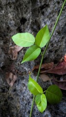 Bright green leaves grow along a slender stem over textured rock and scattered dry foliage.