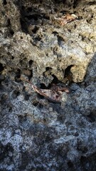 Close-up of porous coastal rock surface with small shell remains and textured patterns.