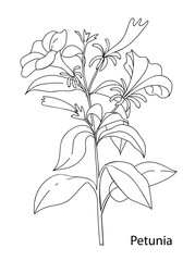 Linear vector illustration of a petunia flower. Black and white hand-made illustration