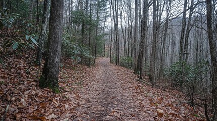 A pathway winding through a winter forest.