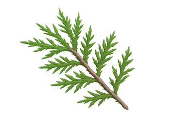 Fototapeta premium Green thuja branch rendering, transparent backdrop highlighting botanical detail and design versatility