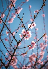 Pink Cherry Blossoms Against a Blue Sky