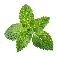 Fresh green mint leaves with detailed veins isolated on transparent background