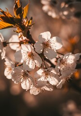 White Cherry Blossoms in Sunlight