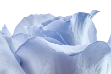 a close up of a white flower with a white background