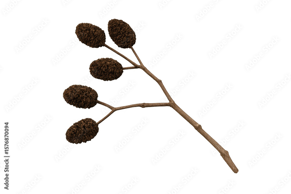 Poster studio-captured alder branch displaying dry cones, transparently isolated, perfect for botanical des