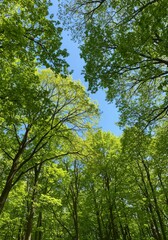 Fototapeta premium Lush Green Forest Canopy Under Bright Sunlight