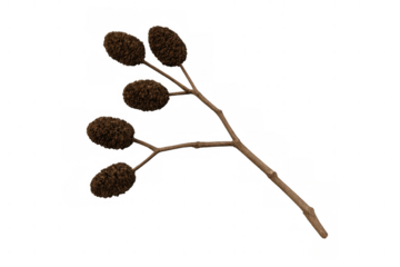 Studio-captured alder branch displaying dry cones, transparently isolated, perfect for botanical design elements