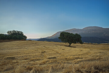 Golden hay bales drying in a harvested field with a lone holm oak tree and mountains in the background at sunset