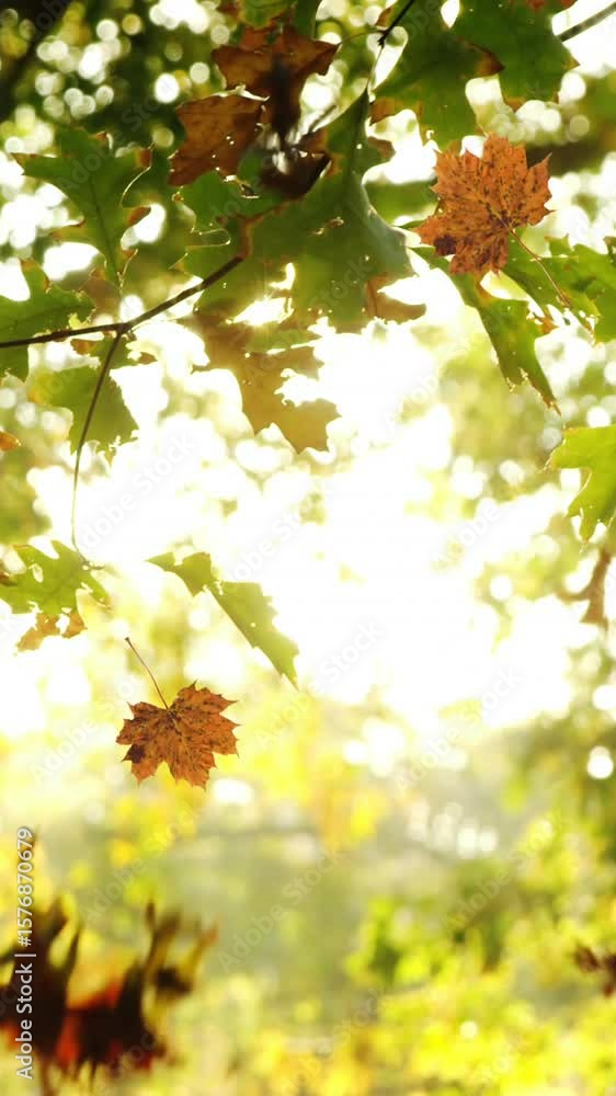 Poster animation of autumn leaves floating and falling against view of sun shining through the trees