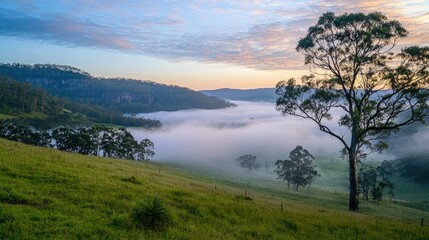Misty valley landscape at dawn with a lone tree.