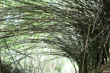A lush green bamboo forest in Bangkok, Thailand, features densely packed stalks and arching...