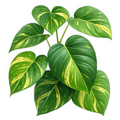 Vibrant green and yellow variegated philodendron heartleaf plant isolated on transparent background