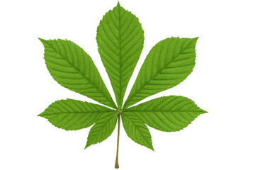Verdant palm-shaped leaf spreading seven leaflets, symbolizing vibrant botanical freshness against transparent backdrop