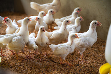 Young white chickens raising in rural farming