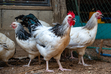 Black and white chickens freedom walking in domestic farming
