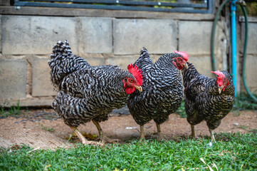 Barred Plymouth Rock chicken in local farm