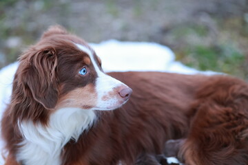 A brown and white dog with blue eyes is laying on a blanket