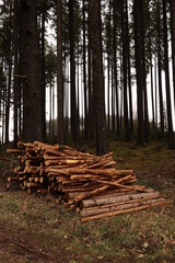 A pile of wood is stacked in a forest