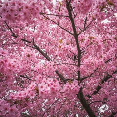 Pink Cherry Blossoms in Full Bloom