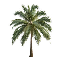 Coconut palm tree isolated on white transparent background.