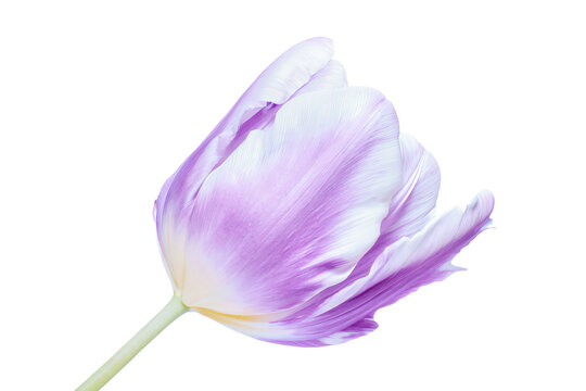 a single purple tulip flower on a white background