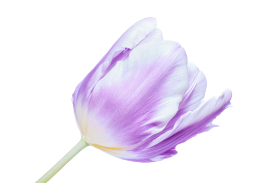 a single purple tulip flower on a white background