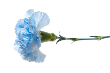 a single blue carnation flower on a stem