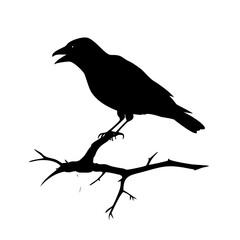 Black bird sitting on a dry branch skull Vector