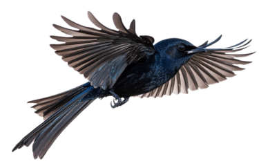 Black winged blackbird and black headed eagle flying in silhouette isolated on white