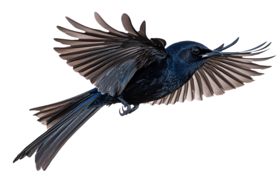 Black winged blackbird and black headed eagle flying in silhouette isolated on white