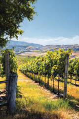 Fototapeta premium Sunlit Vineyard: A Lush Tapestry of Vines and Grapes Under a Blue Sky