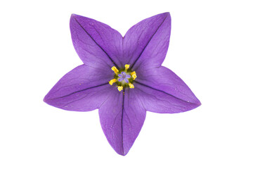 a purple flower with yellow stamens on a white background